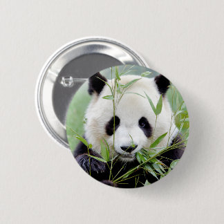 Buttons giant panda. Panda geant.