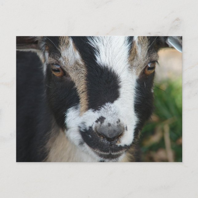 Buttons Postcard (Front)