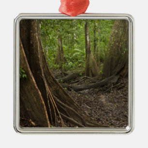 Buttress Roots. Rainforest, Mapari Rupununi, 2 Metal Ornament