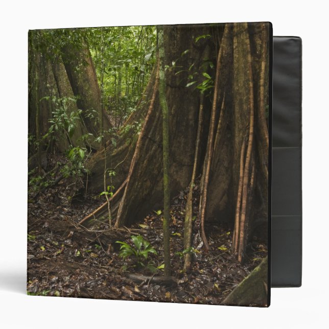 Buttress Roots. Rainforest, Mapari Rupununi, 3 Ring Binder (Front/Inside)