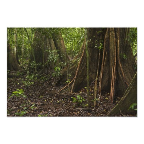 Buttress Roots Rainforest Mapari Rupununi Photo Print
