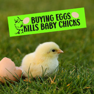 Buying Eggs Kills Baby Chicks, Vegan Activism Bumper Sticker