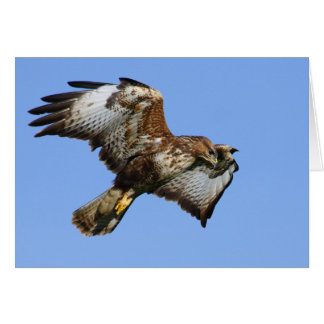 Buzzard 1 cards