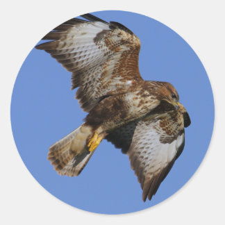 Buzzard Stickers | Zazzle