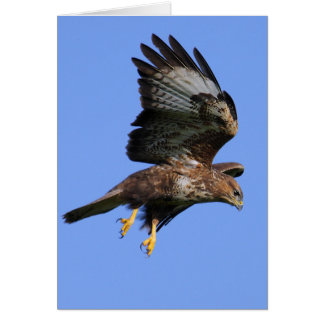 Buzzard 3 cards