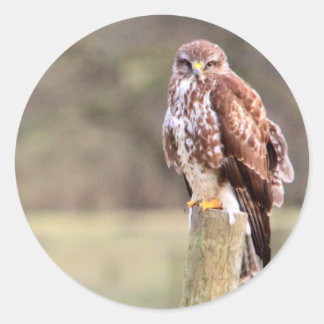 Buzzard Classic Round Sticker