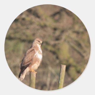 Buzzard Stickers | Zazzle