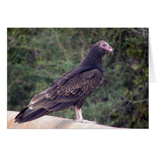 Buzzard - Glad you're feeling better Cards (Front Horizontal)