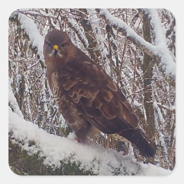 Buzzard on Snowy Branch  Square Sticker (Front)
