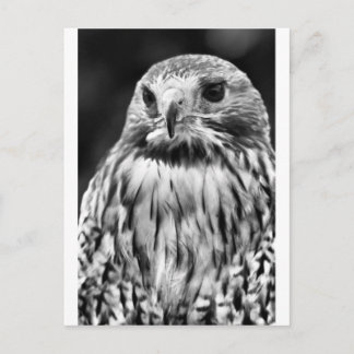 Buzzard Postcard