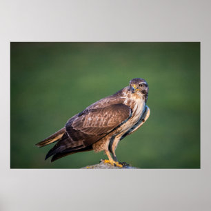 Buzzard Poster
