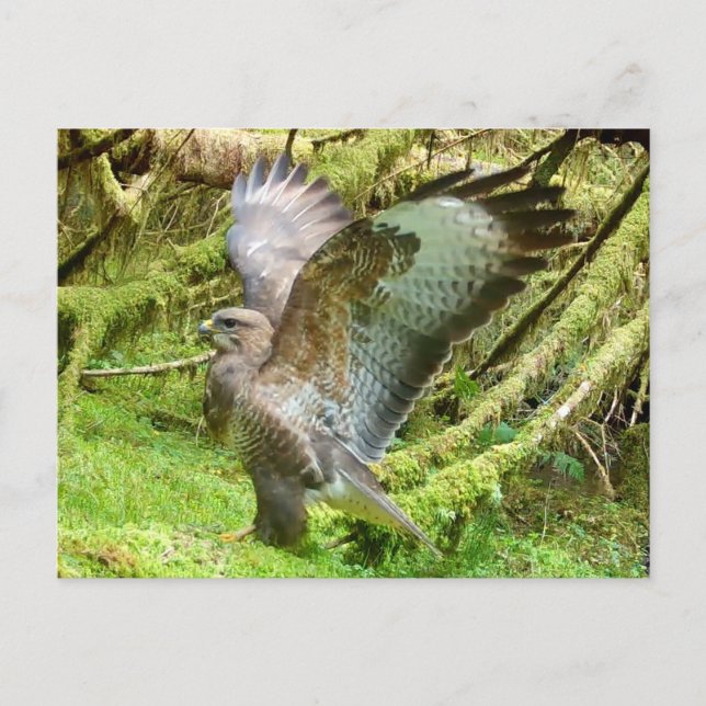 Buzzard Stretching Wings  Postcard (Front)