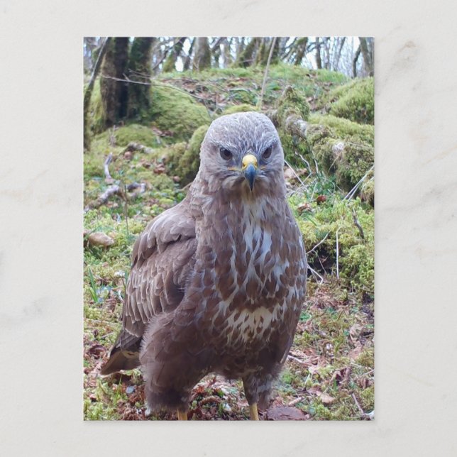 Buzzard With Attitude  Postcard (Front)