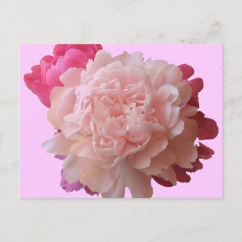Bv- Pink Peony Postcard by naturesmiles at Zazzle