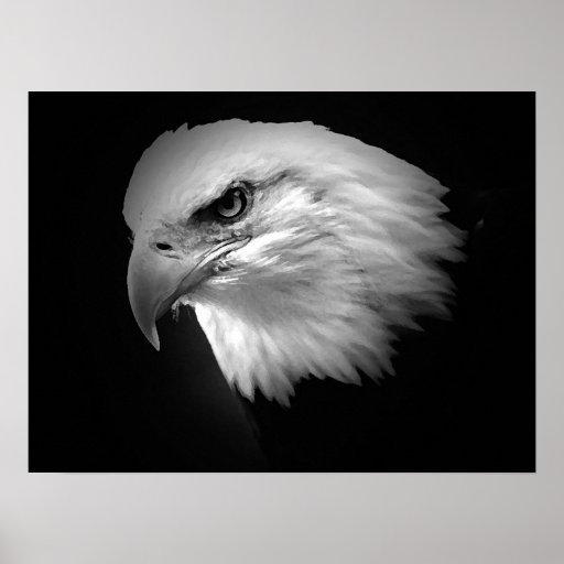 BW American Bald Eagle Poster Print Eagles Posters | Zazzle