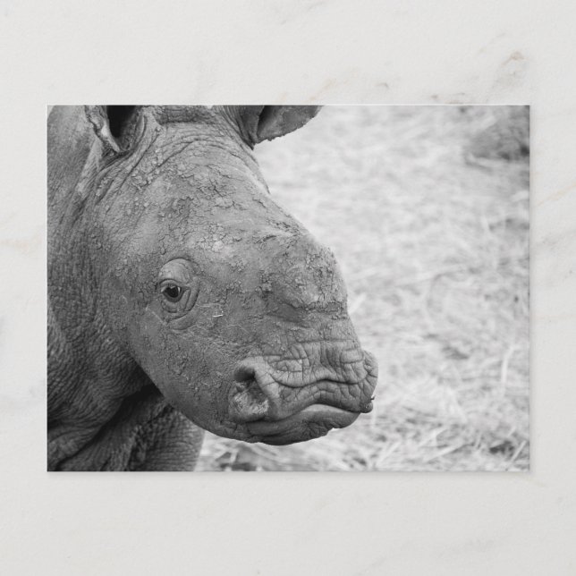 BW Baby Rhino Postcard (Front)