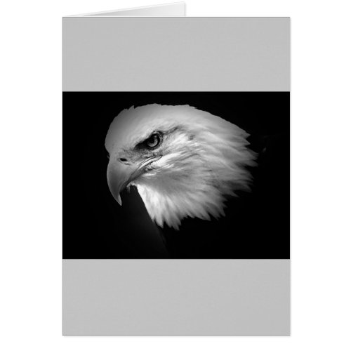BW Bald Eagle