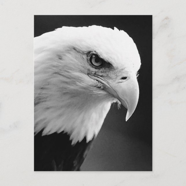 BW Bald Eagle Postcard (Front)