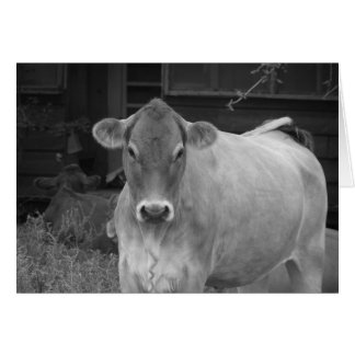 bw_cow cards