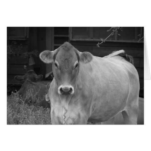 bw_cow cards (Front Horizontal)