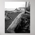 bw driftwood 2 poster