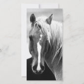 BW Horse Portrait (Front)