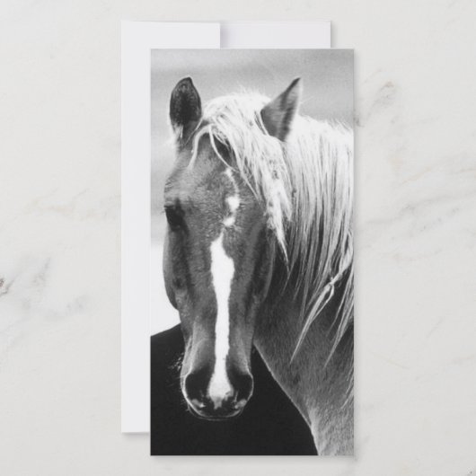 BW Horse Portrait (Front)