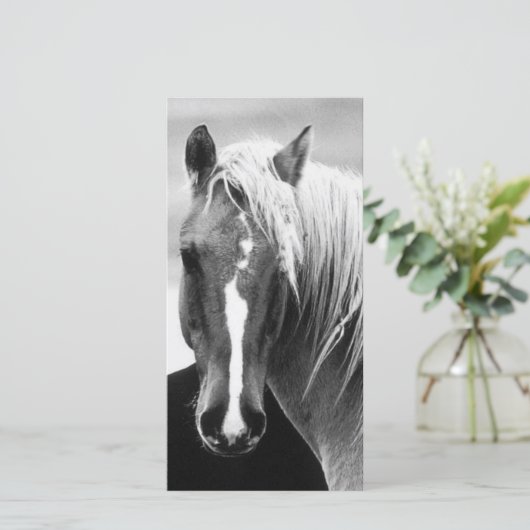 BW Horse Portrait (Standing Front)