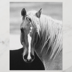 BW Horse Portrait Flyer