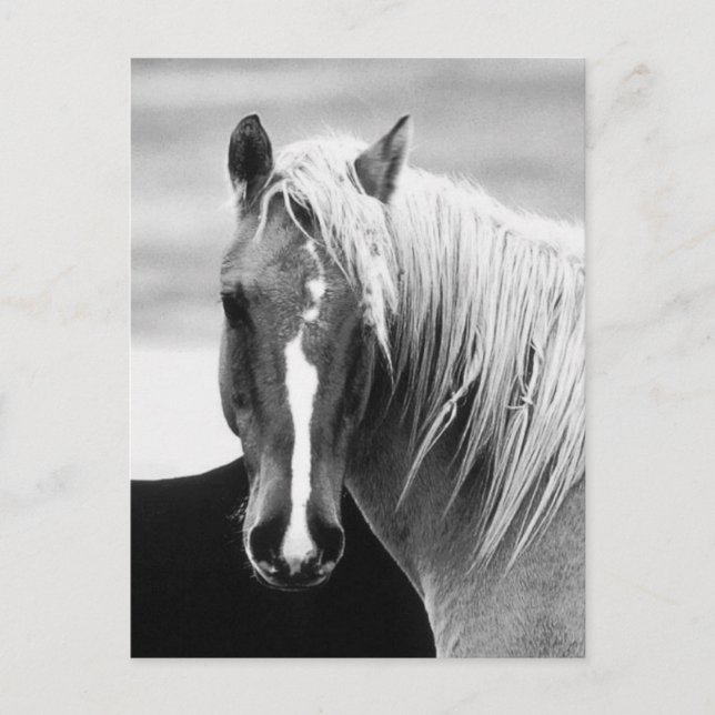 BW Horse Portrait Postcard (Front)