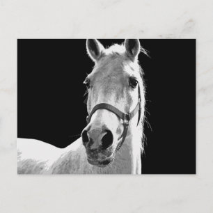 BW Horse Postcard