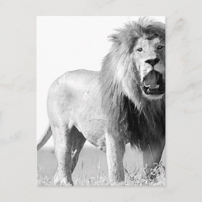 BW Lion Postcard (Front)