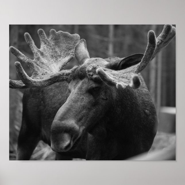 BW Moose Poster (Front)