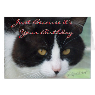 Funny Cat Thank You Cards | Zazzle