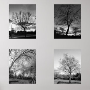 BW photography of trees Wall Art Sets