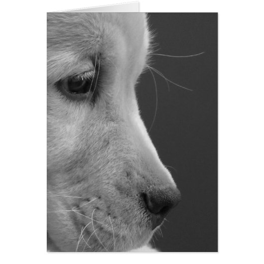 BW Pup Profile Cards (Front)