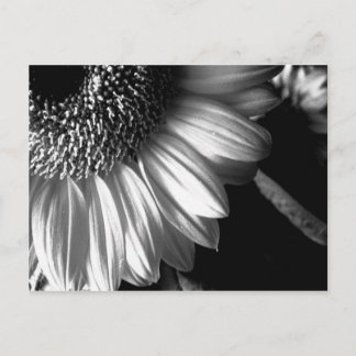 bw sunflower 2 postcard