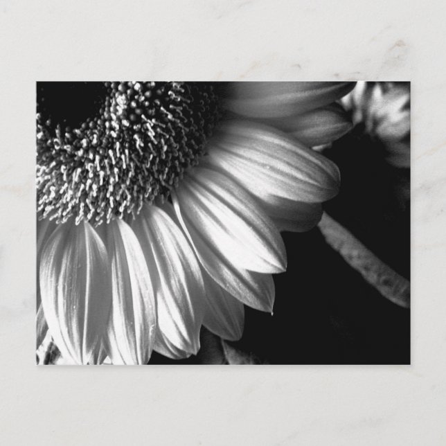 bw sunflower 2 postcard (Front)