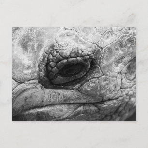 BW Tortoise Postcard