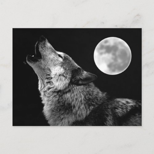BW Wolf Howling at Moon Postcard