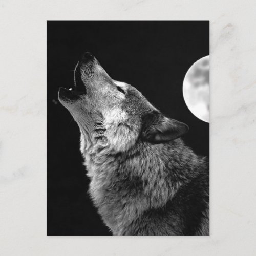 BW Wolf Howling at Moon Postcard