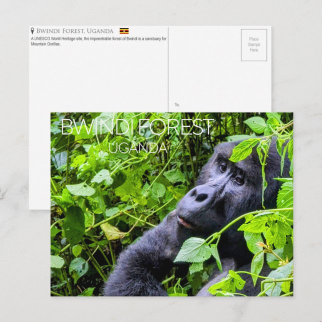Bwindi Forest, Uganda Travel Postcard (Front/Back)