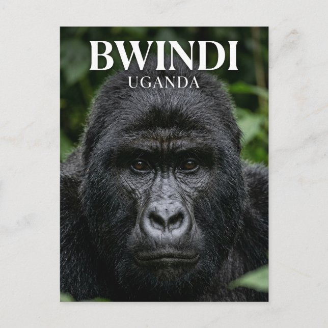 Bwindi Impenetrable Forest Uganda Postcard (Front)