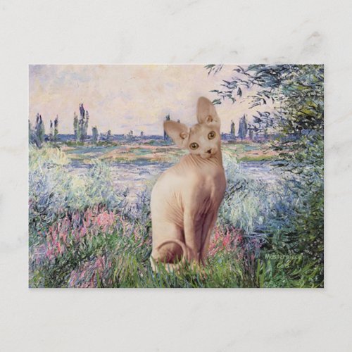By the Seine _ Cream Sphynx cat Postcard