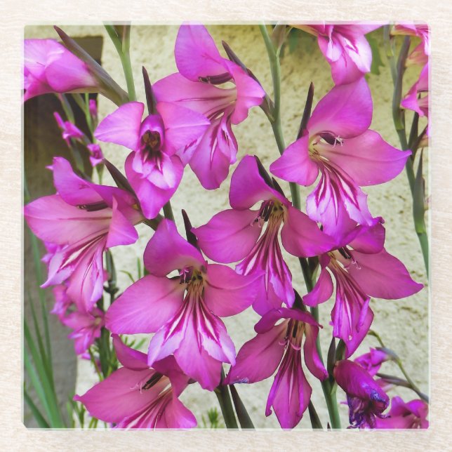 Byzantine Gladiolus Glass Coaster (Front)