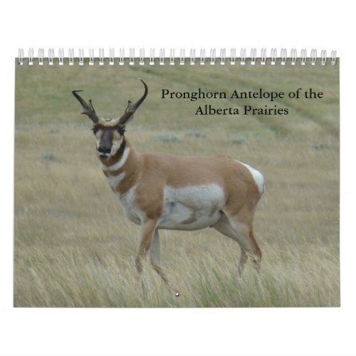 C11 Pronghorn Antelope Calendar