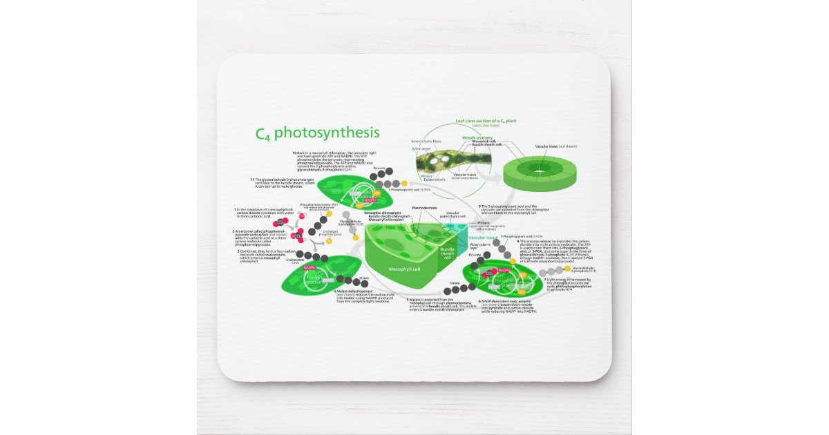 C4 Photosynthesis Diagram Leaf Plant Mouse Pad | Zazzle