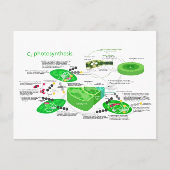 C4 Photosynthesis Diagram Leaf Plant  Postcard (Front)
