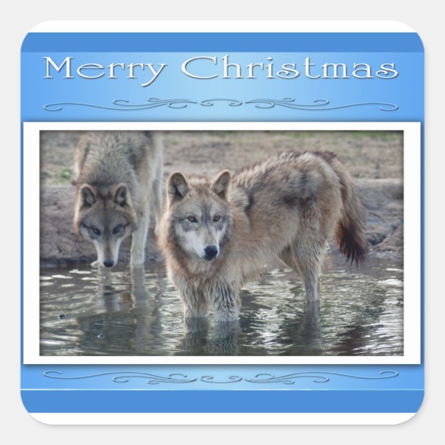 c-2011-grey-wolf-006 square sticker (Front)