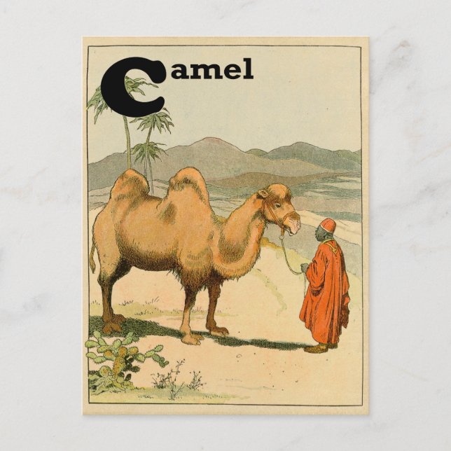 C is for Camel - Alphabet Animal Postcard (Front)